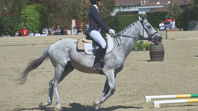 Equestrian Banner
